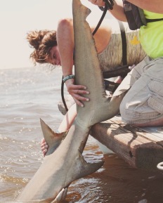Releasing a big lemon shark after tagging